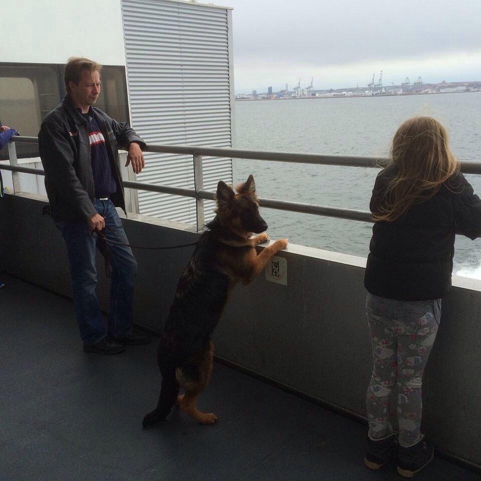 Schæferhund Nikita billede 35