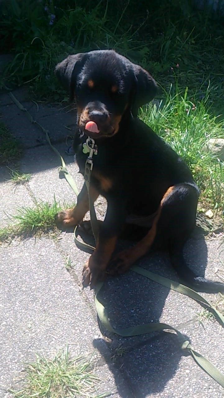 Rottweiler Hedegårds Xander billede 10