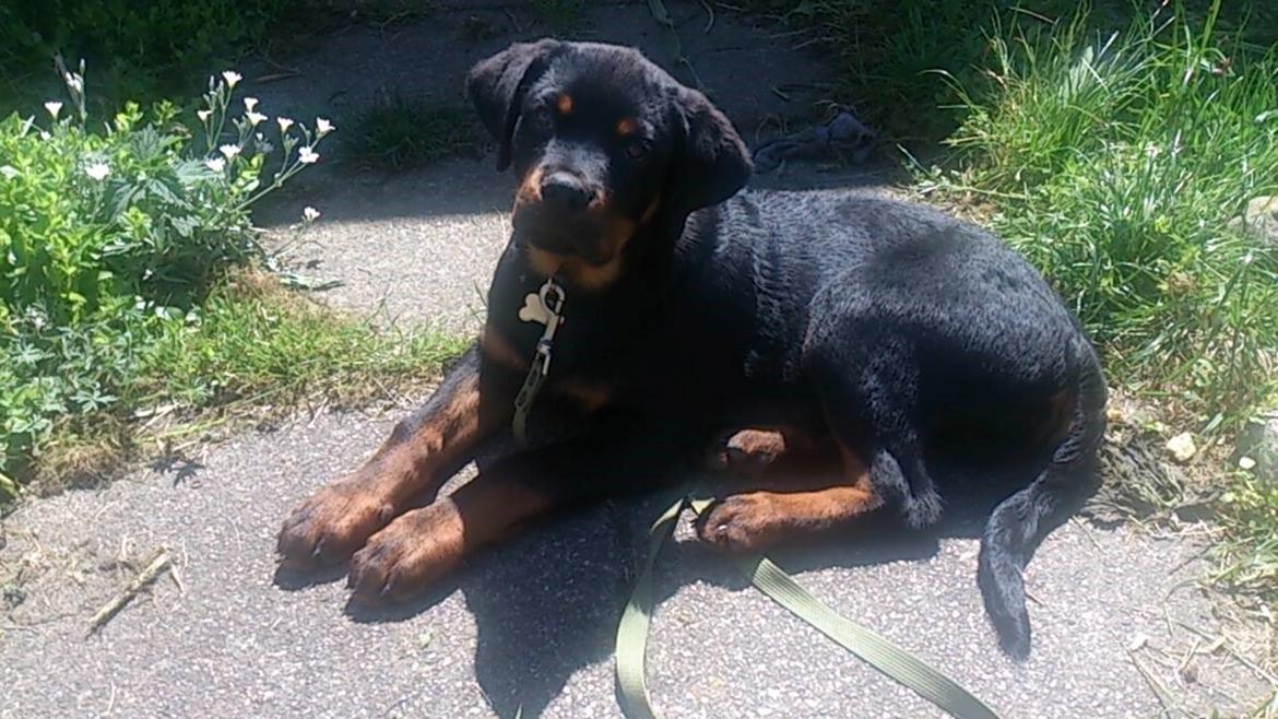 Rottweiler Hedegårds Xander billede 11