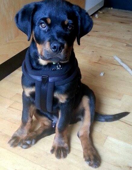 Rottweiler Hedegårds Xander billede 12