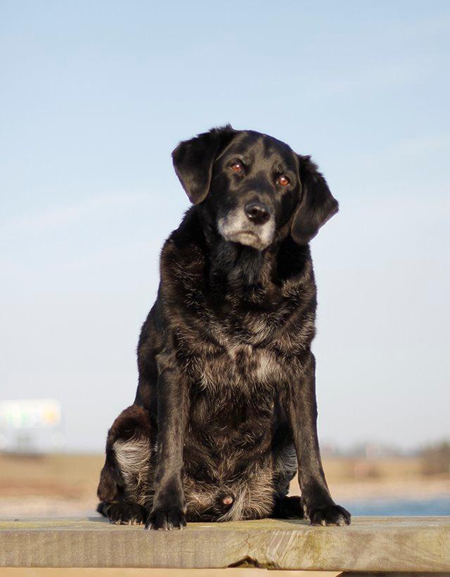 Blanding af racer Balder Himmelhund billede 23