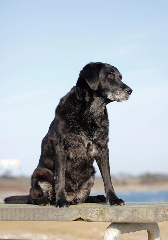 Blanding af racer Balder Himmelhund billede 22