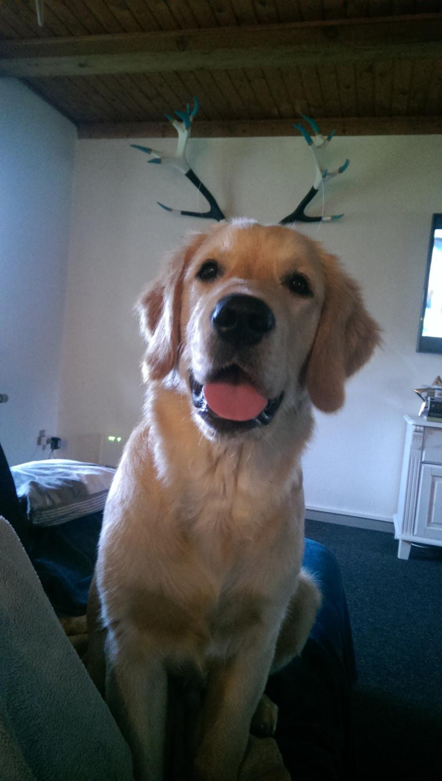 Golden retriever Konrad billede 29