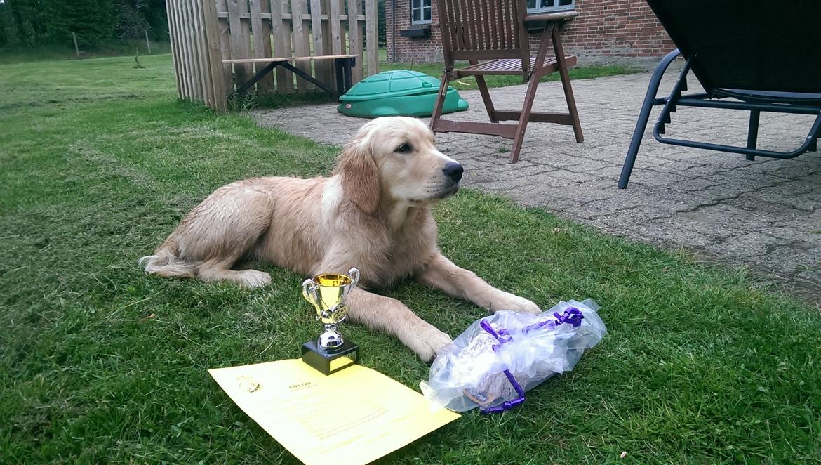 Golden retriever Konrad billede 30