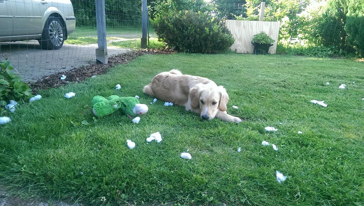 Golden retriever Konrad billede 31