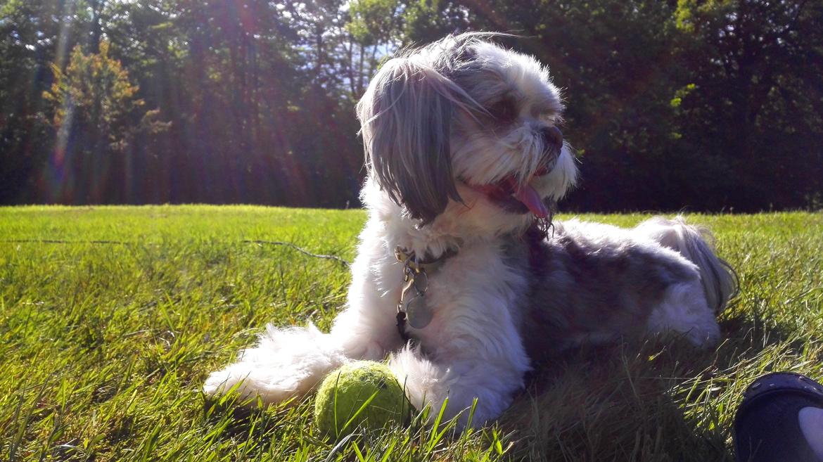 Lhasa apso Tucker billede 48