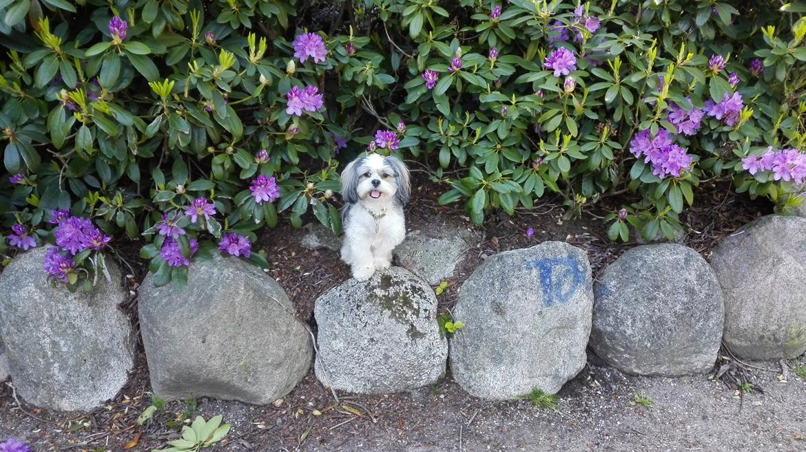 Lhasa apso Tucker billede 11