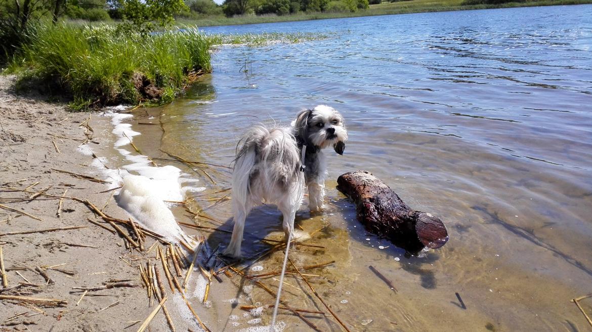Lhasa apso Tucker billede 7