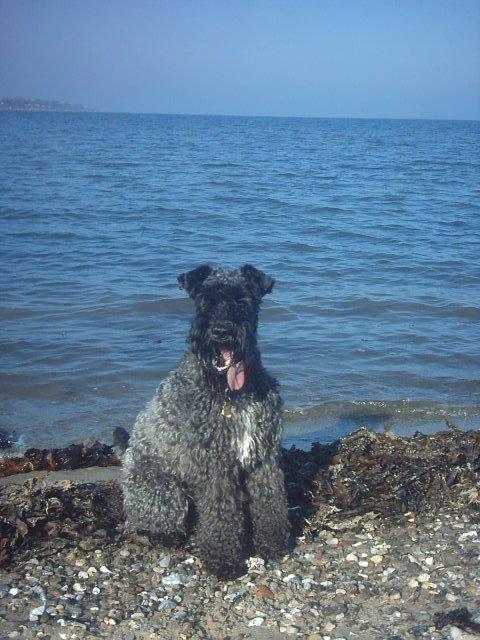 Kerry blue terrier Kordes Unique Dream R.I.P (Kiki) billede 21