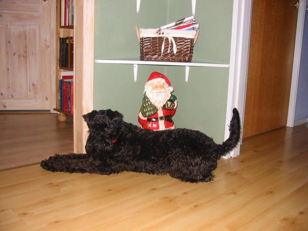 Kerry blue terrier Kordes Unique Dream R.I.P (Kiki) billede 23