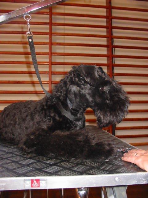 Kerry blue terrier Kordes Unique Dream R.I.P (Kiki) billede 24