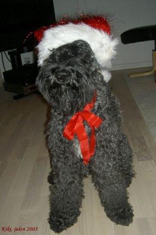 Kerry blue terrier Kordes Unique Dream R.I.P (Kiki) billede 25