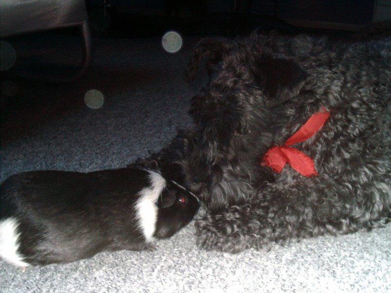 Kerry blue terrier Kordes Unique Dream R.I.P (Kiki) billede 26