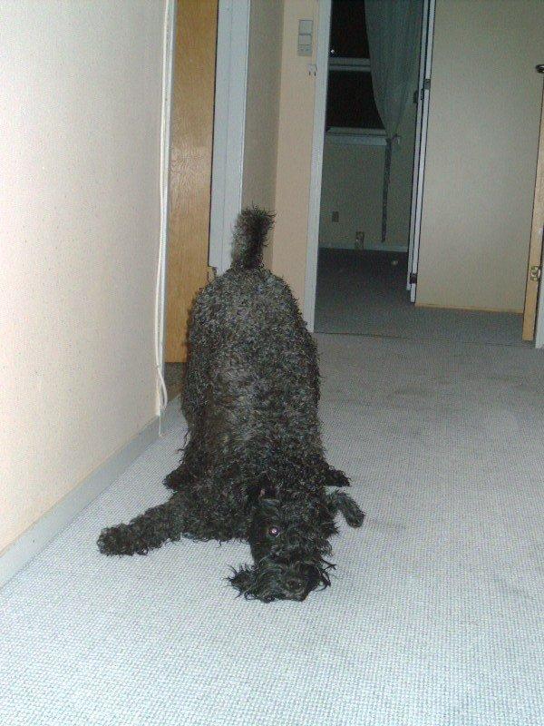 Kerry blue terrier Kordes Unique Dream R.I.P (Kiki) billede 27