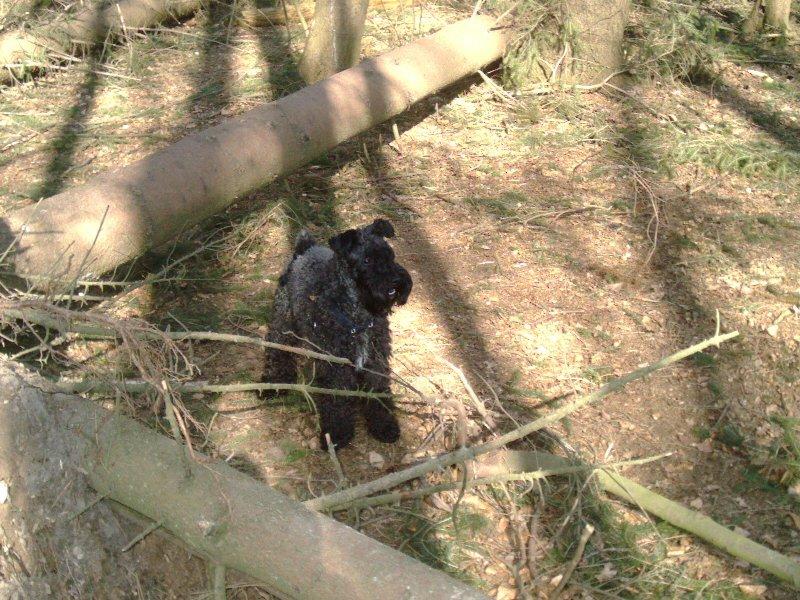 Kerry blue terrier Kordes Unique Dream R.I.P (Kiki) billede 28