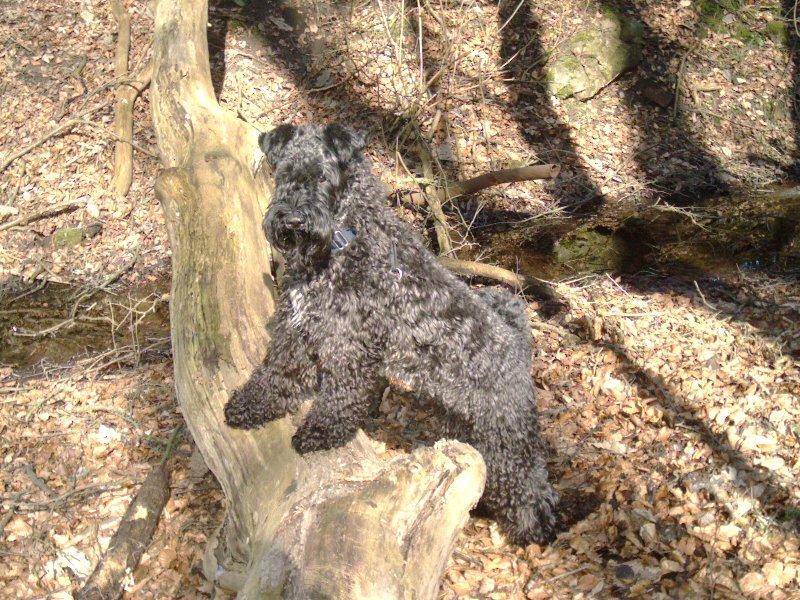 Kerry blue terrier Kordes Unique Dream R.I.P (Kiki) billede 29