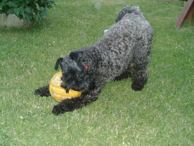 Kerry blue terrier Kordes Unique Dream R.I.P (Kiki) billede 30