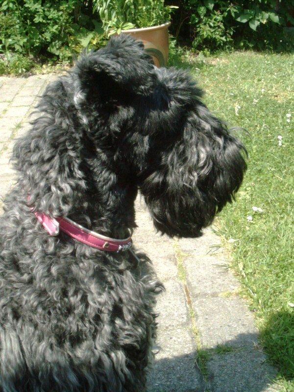 Kerry blue terrier Kordes Unique Dream R.I.P (Kiki) billede 31