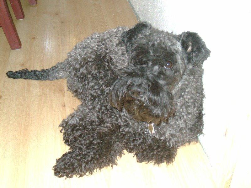 Kerry blue terrier Kordes Unique Dream R.I.P (Kiki) billede 32