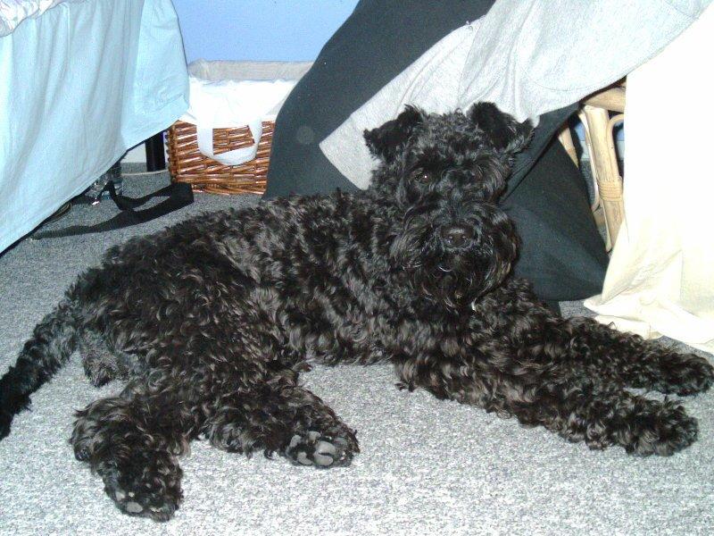 Kerry blue terrier Kordes Unique Dream R.I.P (Kiki) billede 33