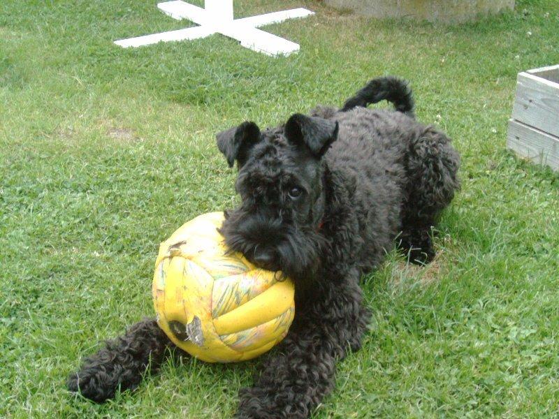 Kerry blue terrier Kordes Unique Dream R.I.P (Kiki) billede 34