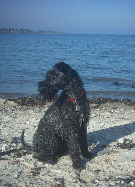 Kerry blue terrier Kordes Unique Dream R.I.P (Kiki) billede 22