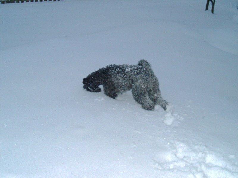 Kerry blue terrier Kordes Unique Dream R.I.P (Kiki) billede 36