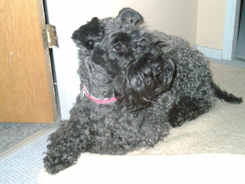 Kerry blue terrier Kordes Unique Dream R.I.P (Kiki) billede 35