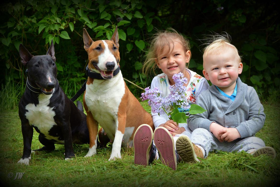 Bullterrier miniature Jytte - Grethe, Jytte og ungerne billede 17