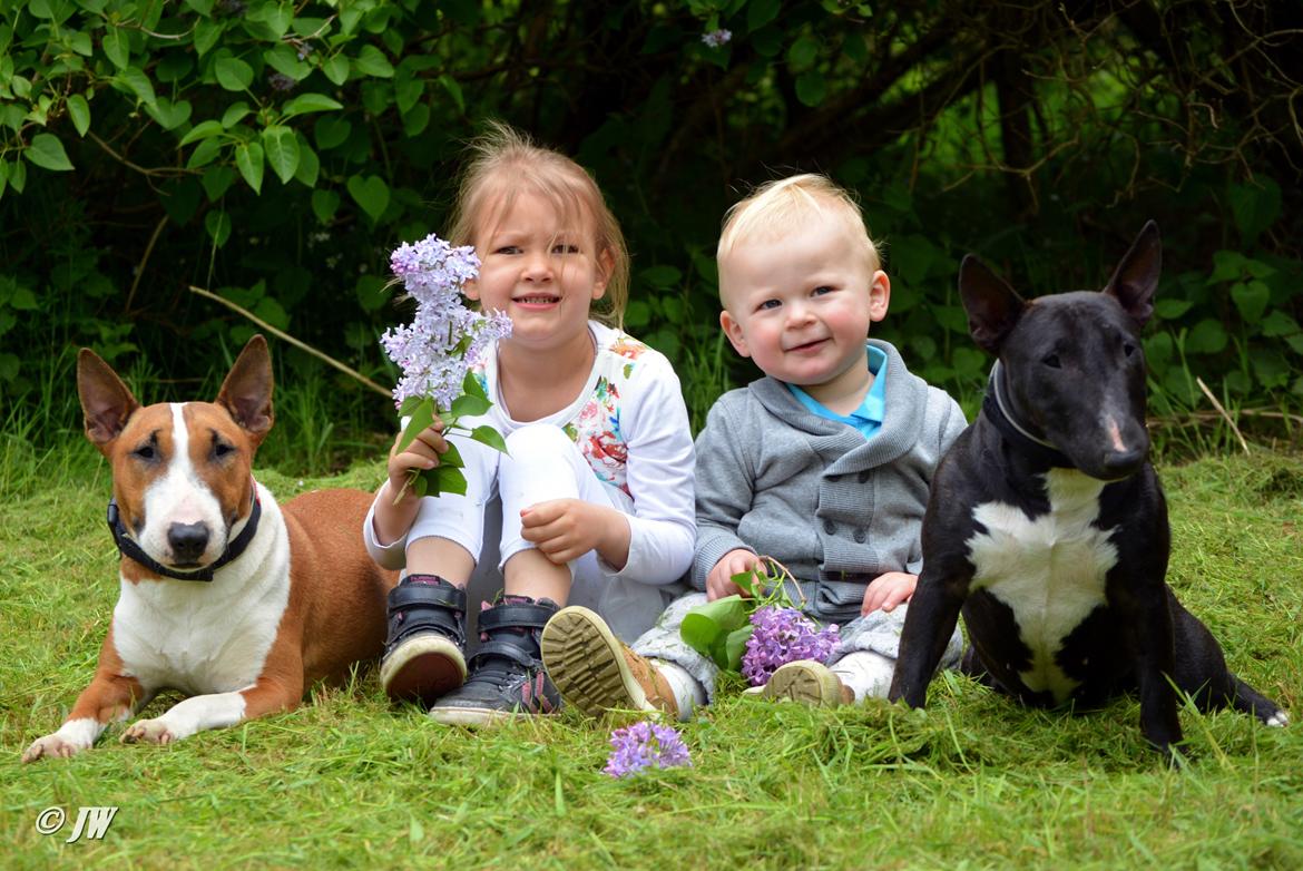 Bullterrier miniature Jytte billede 18