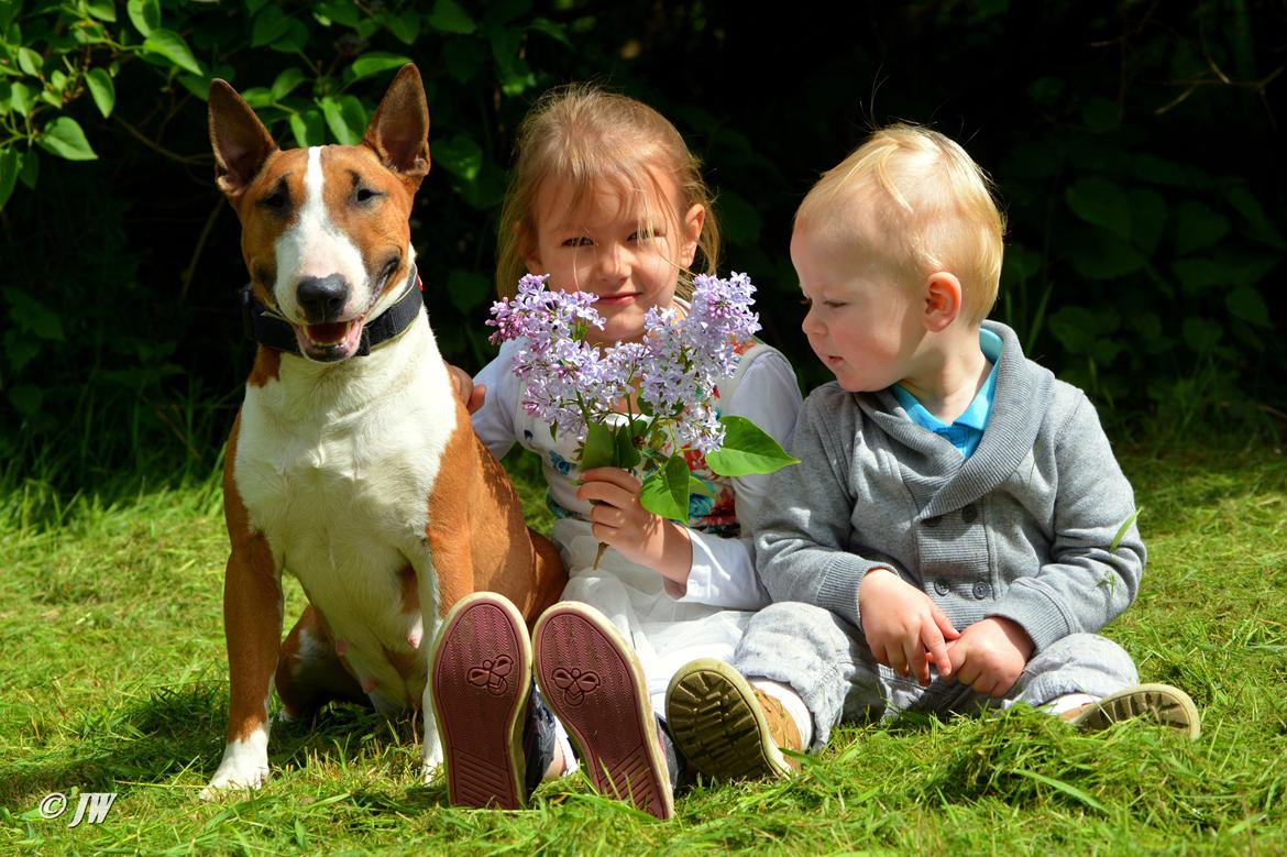 Bullterrier miniature Jytte - Jytte er en fantastisk til børn billede 16