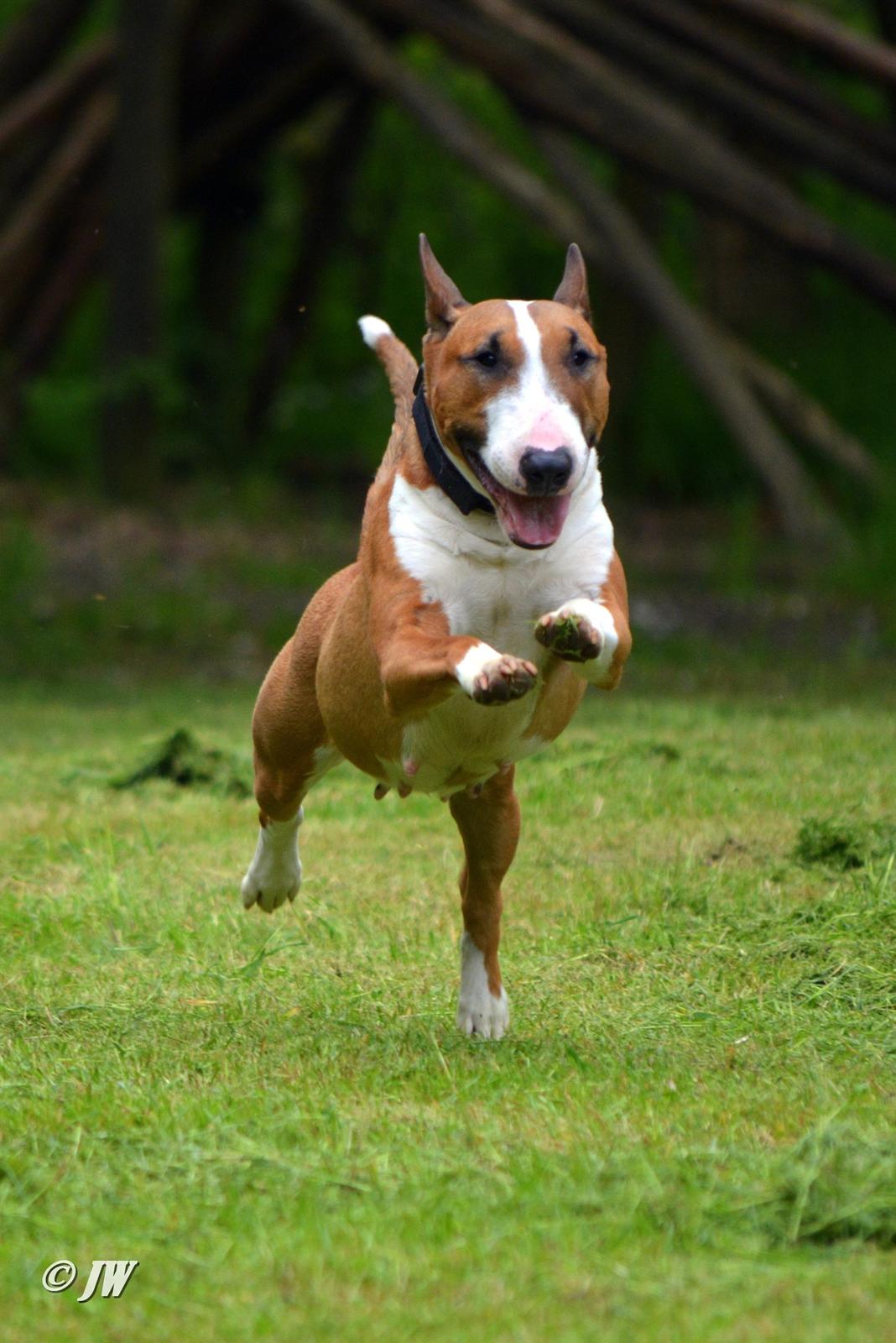 Bullterrier miniature Jytte billede 20