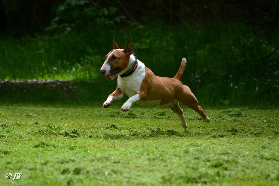 Bullterrier miniature Jytte billede 21