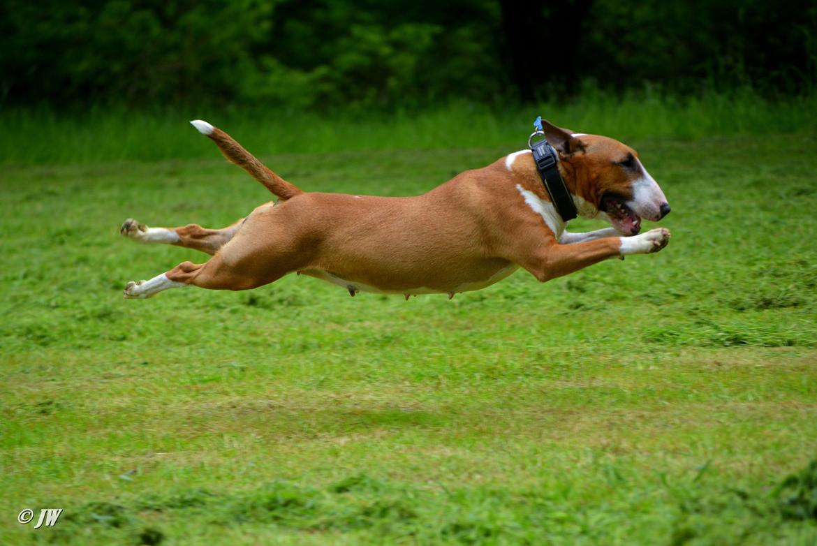 Bullterrier miniature Jytte billede 22