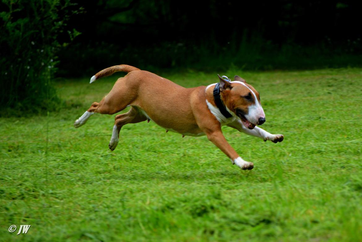 Bullterrier miniature Jytte billede 23