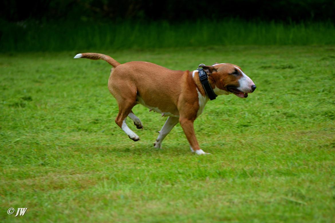 Bullterrier miniature Jytte billede 24