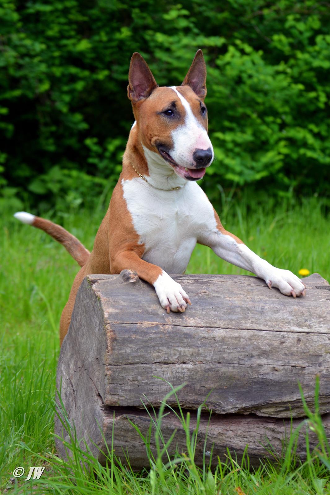 Bullterrier miniature Jytte billede 26