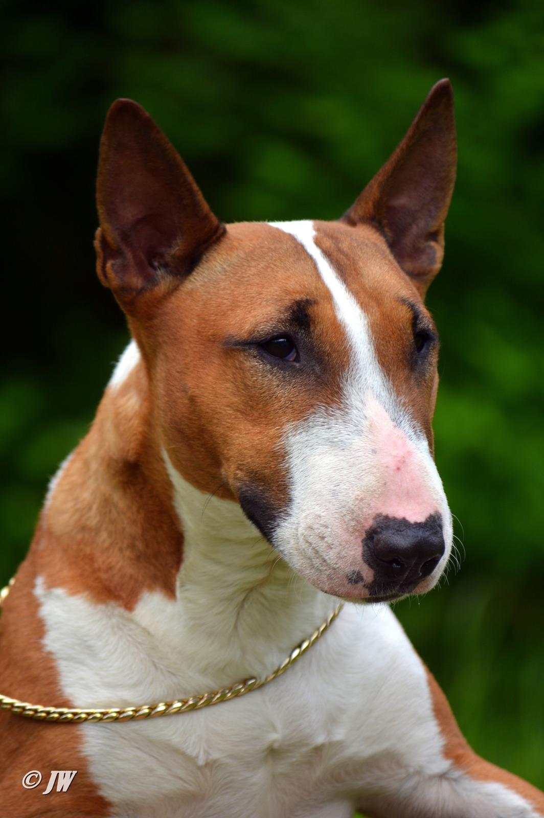 Bullterrier miniature Jytte billede 27