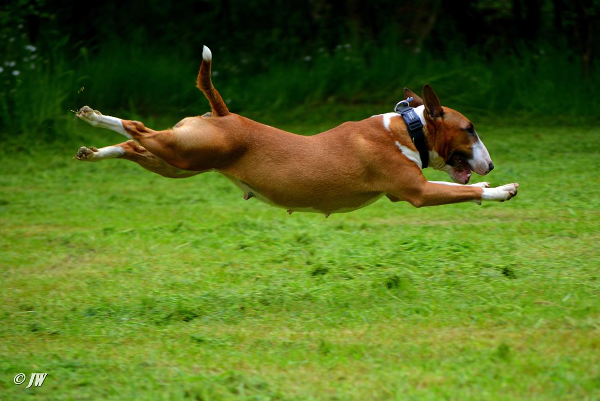 Bullterrier miniature Jytte billede 25