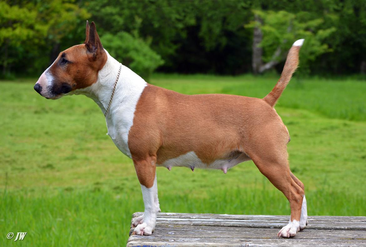 Bullterrier miniature Jytte billede 28