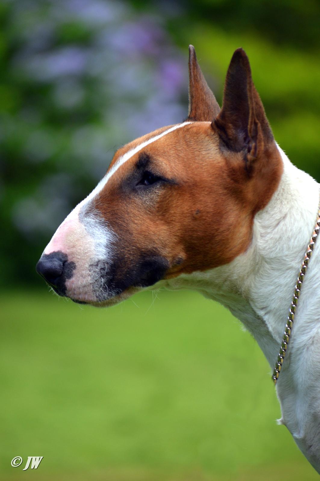 Bullterrier miniature Jytte billede 29