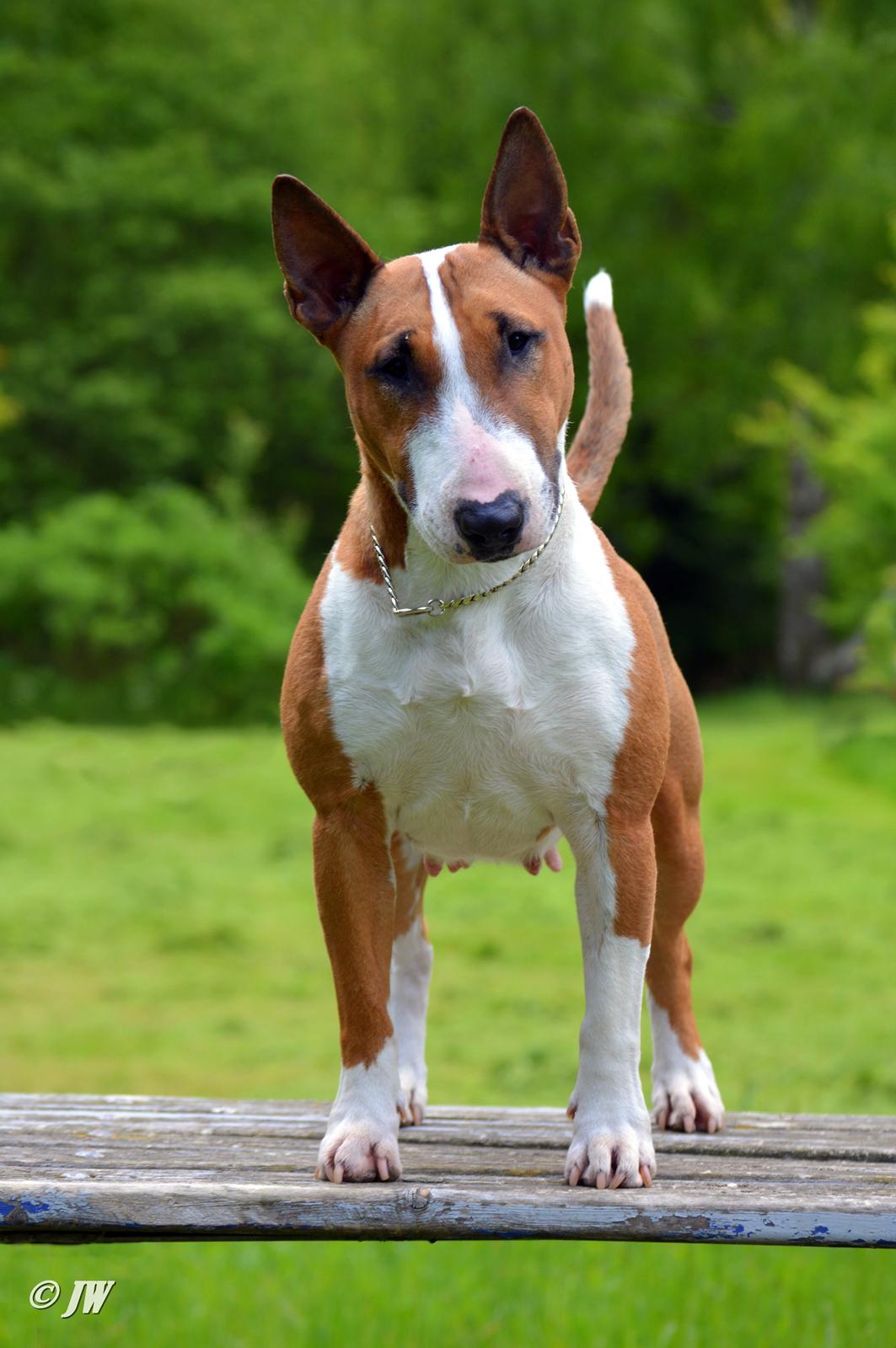 Bullterrier miniature Jytte billede 31