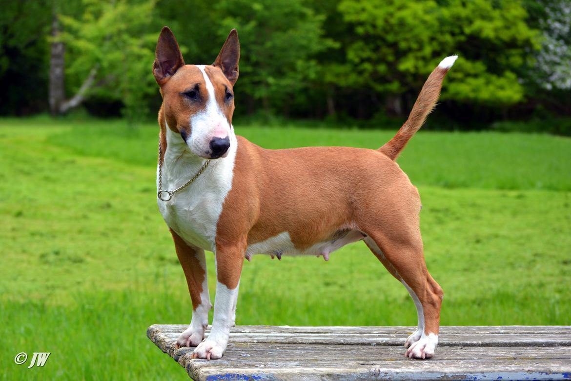 Bullterrier miniature Jytte billede 30