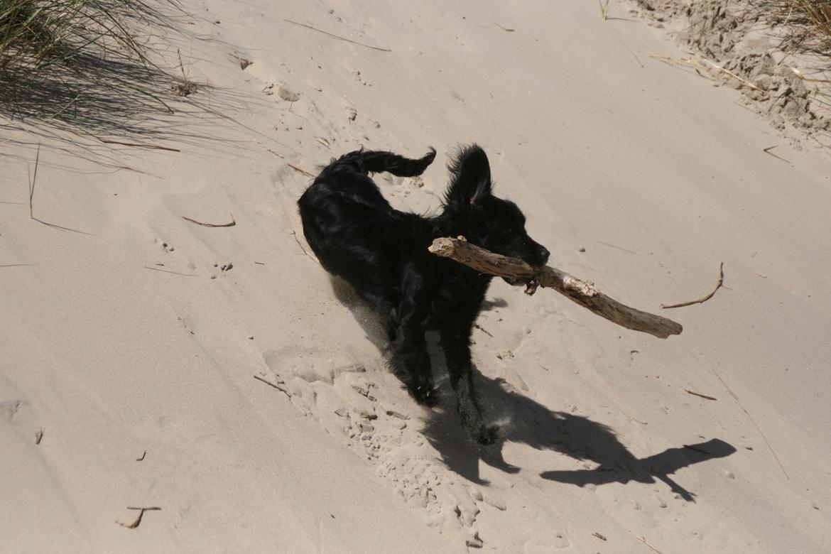 Blanding af racer Kasey billede 1