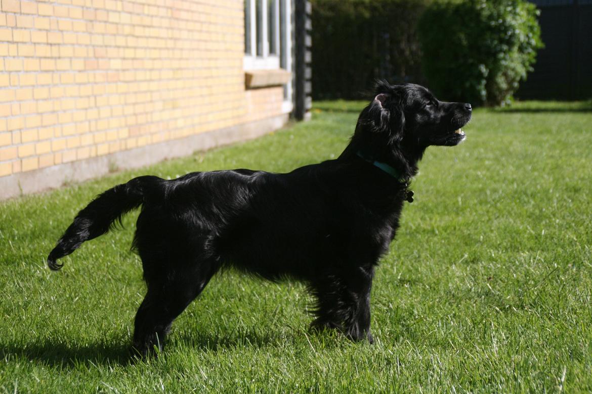 Blanding af racer Kasey billede 10