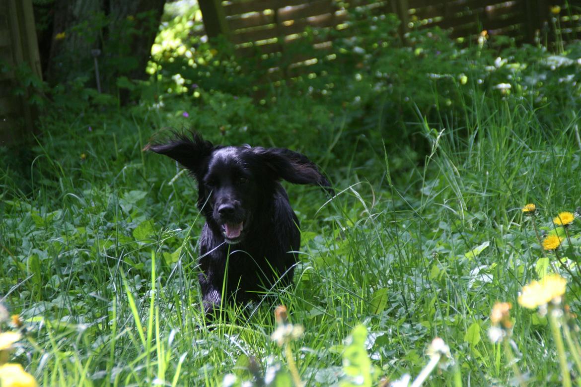 Blanding af racer Kasey billede 11