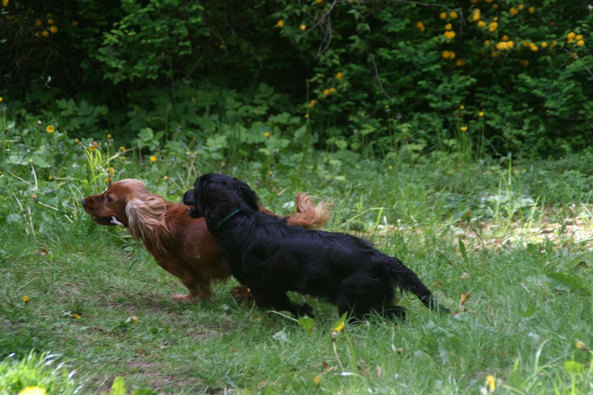 Blanding af racer Kasey billede 2