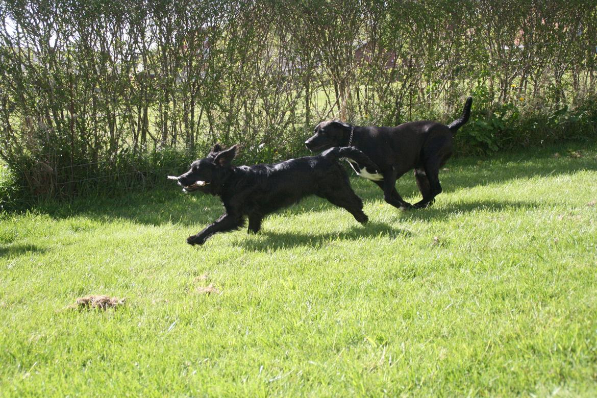 Blanding af racer Kasey billede 5