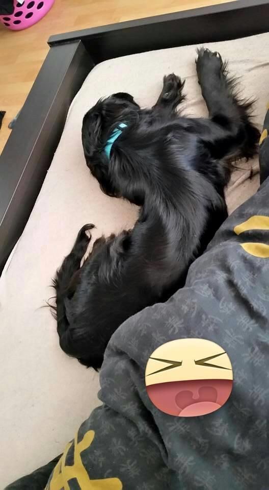 Blanding af racer Kasey billede 20