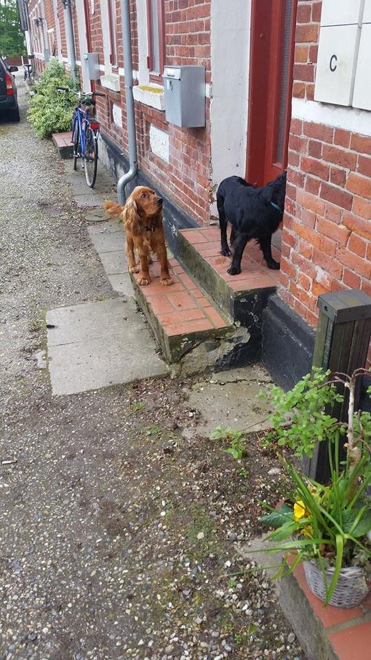 Blanding af racer Kasey billede 18